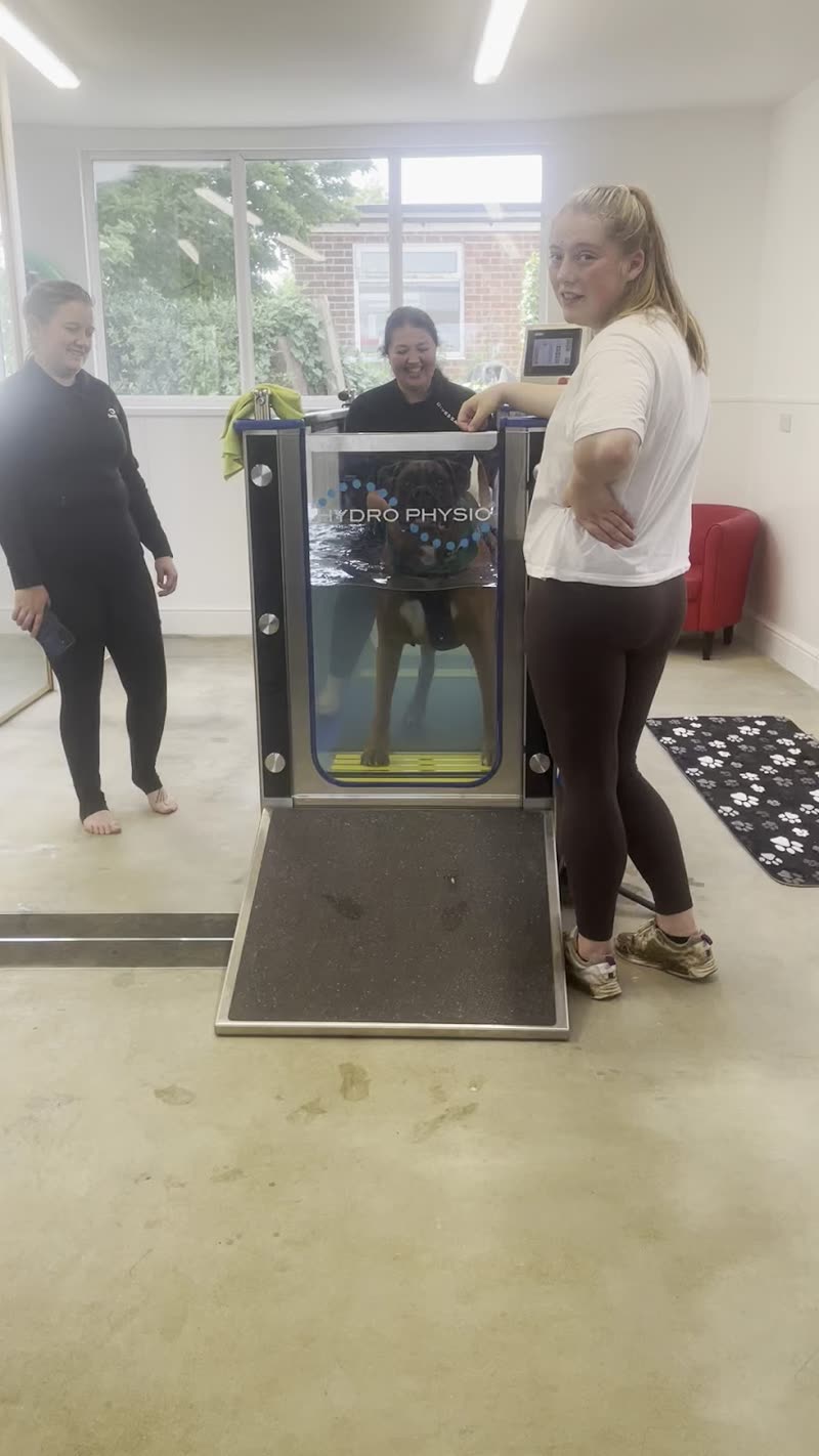 Handlers working with a dog on the hydrotherapy water treadmill inside the centre