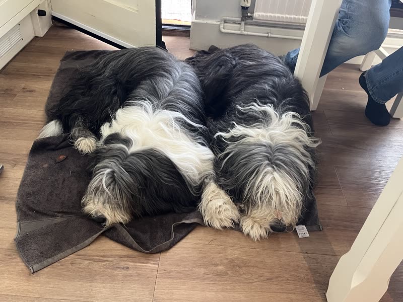 Two shaggy black-and-white dogs asleep on a blanket by a window