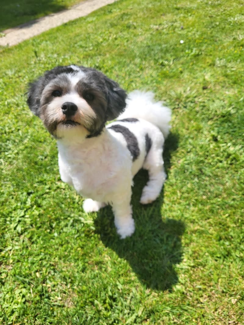 A small black-and-white shih tzu standing on a sunny lawn