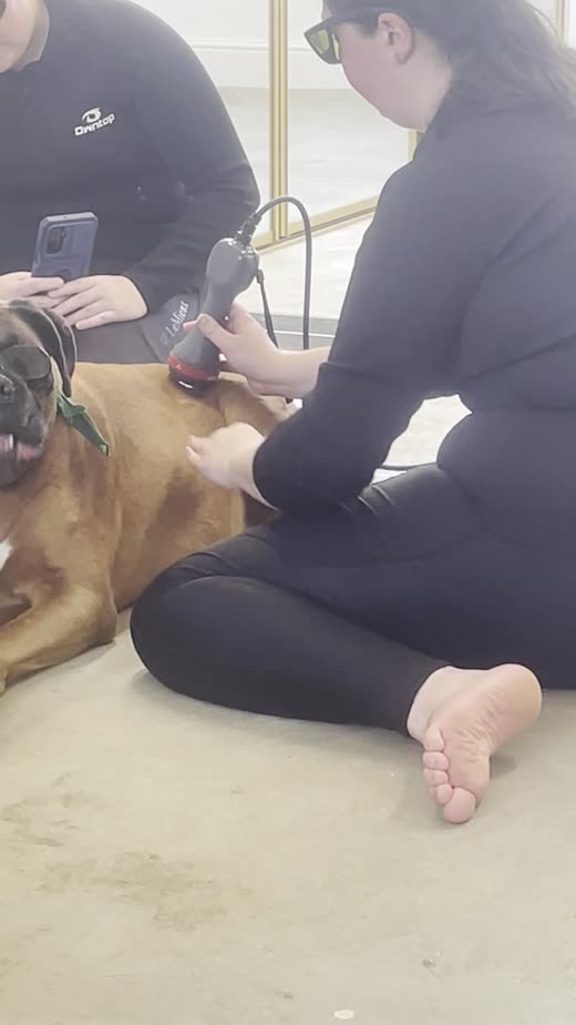 Two staff kneeling on the floor working hands-on with a large tan dog