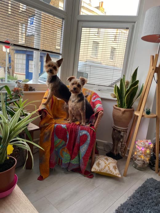Two small terriers sitting up on a blanket in a plant-filled conservatory